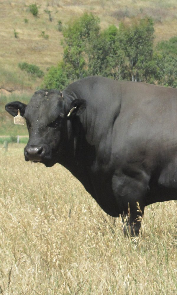 Japanese Black Cattle - About Wagyu - Blackmore Wagyu